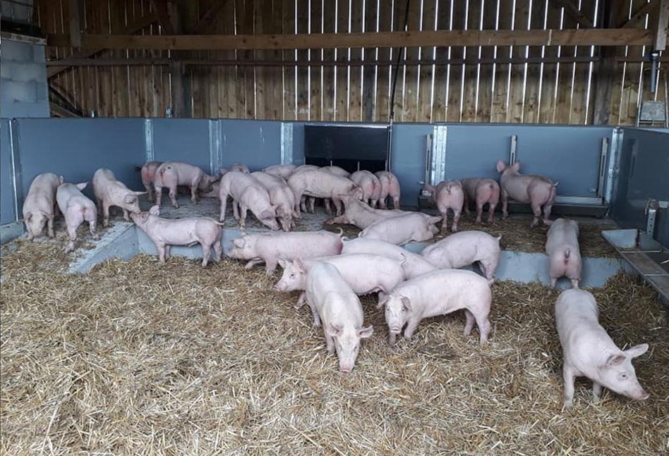 Élevage de porcs fermiers à Gironde-sur-Dropt