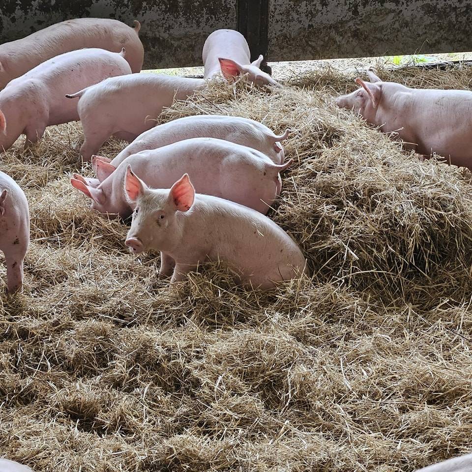 Colis de porc fermier à Gironde-sur-Dropt